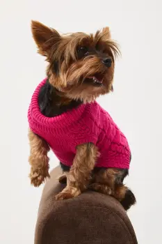 Medicine pulover pentru un animal de companie imagine