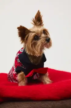 Medicine pulover pentru un animal de companie imagine