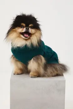 Medicine pulover pentru un animal de companie imagine