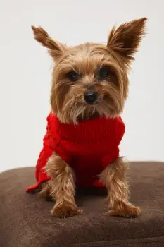 Medicine pulover pentru un animal de companie imagine