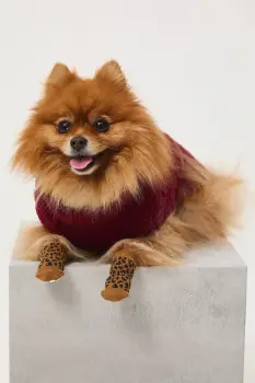 Medicine pulover pentru un animal de companie imagine