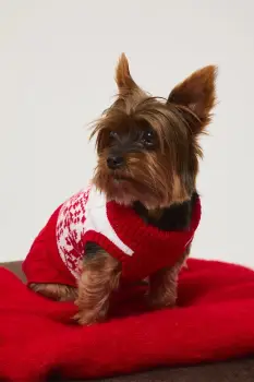 Medicine pulover pentru un animal de companie imagine