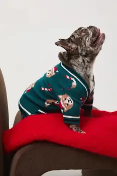 Medicine pulover pentru un animal de companie imagine